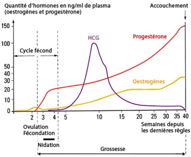 Estrogènes et progestérone — courbes hormonales cycle ovarien
