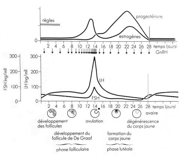 Estrogènes et progestérone — variations hormonales du cycle menstruel