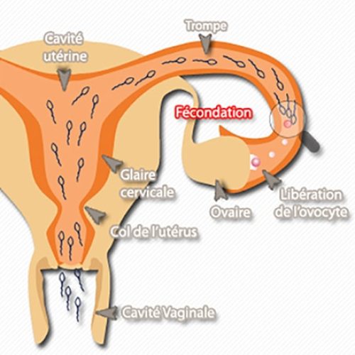 Fécondation — pénétration spermatozoïde dans l'ovocyte