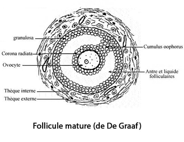 Follicule de De Graaf