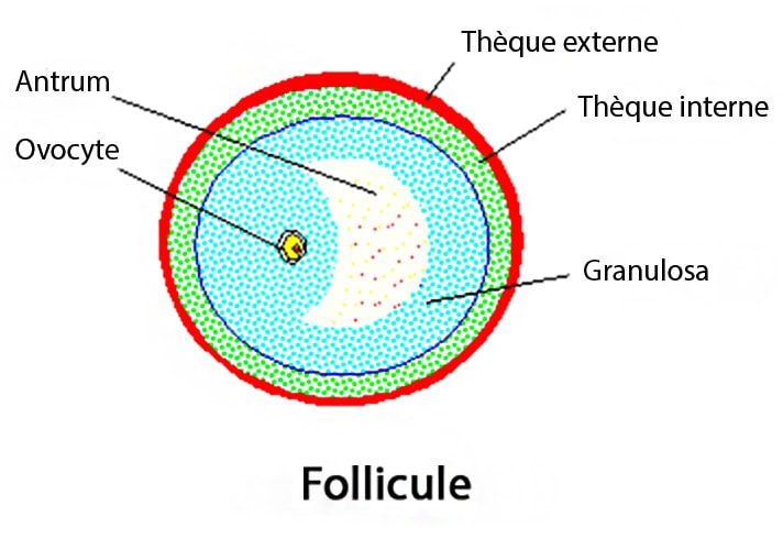 Follicule