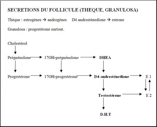 Follicule_secretions