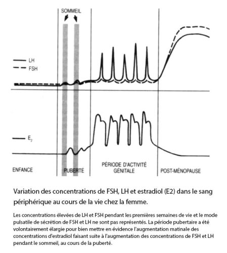 Fsh_lh_E2_variations au cours de la vie génitale