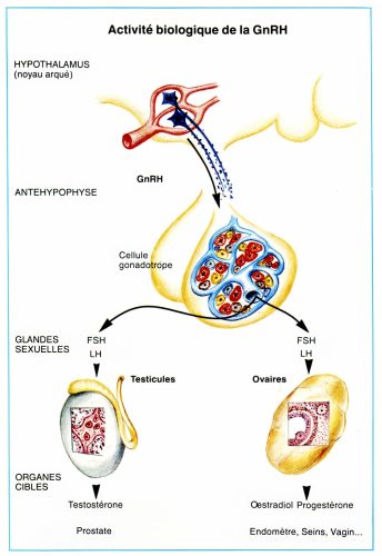 GNRH_activité biologique