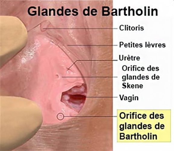 glandes de bartholin