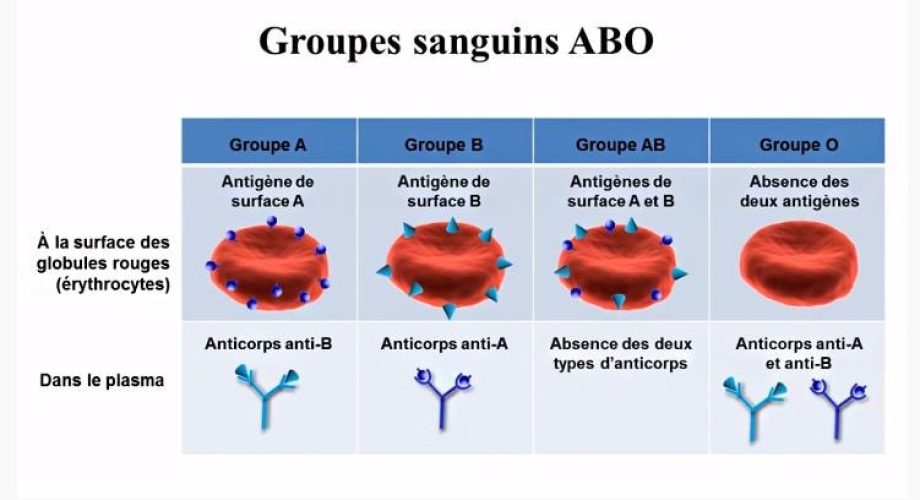 Groupes sanguins ABO
