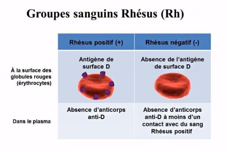 Groupes sanguins Rh