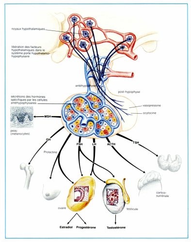 antéhypophyse