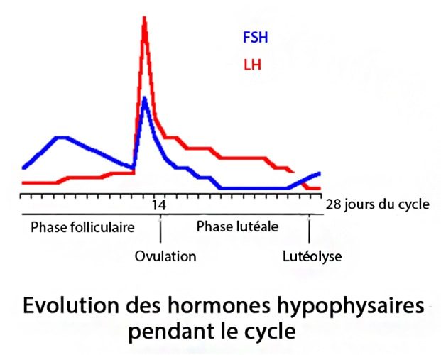 Hormones hypophysaires