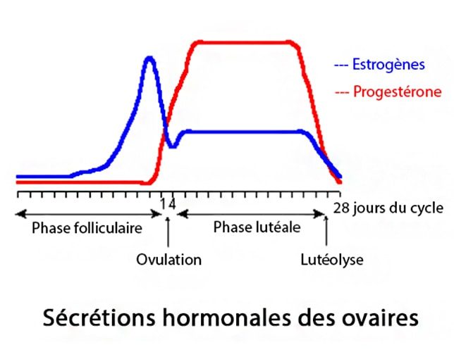 Hormones ovariennes