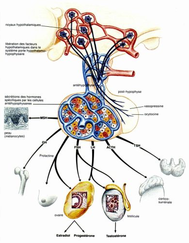 Hypophyse