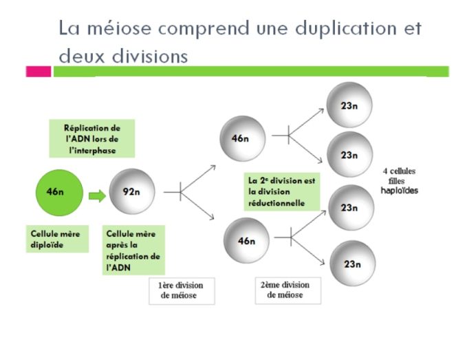 Méiose — phases division réductionnelle schéma cytologie 2