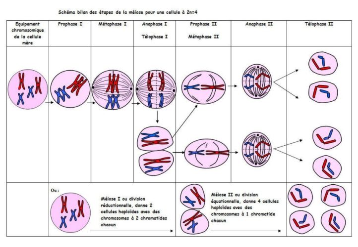 Méiose — phases division réductionnelle schéma cytologie 3