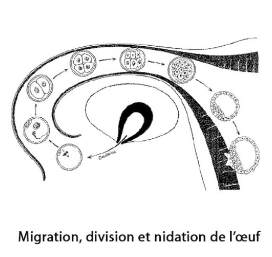 Migration de l'oeuf