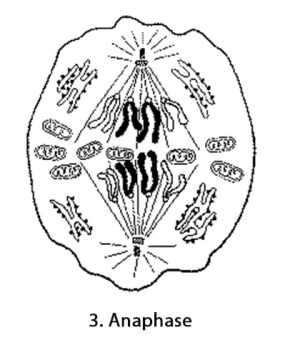 Mitose_anaphase