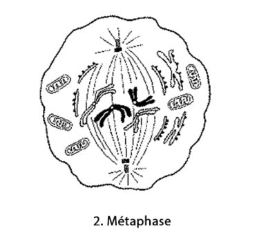 Mitose_métaphase