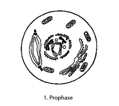 Mitose_prophase