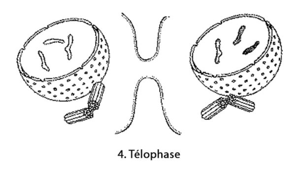 Mitose_télophase