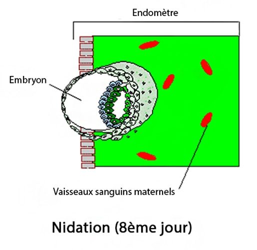 Nidation j8