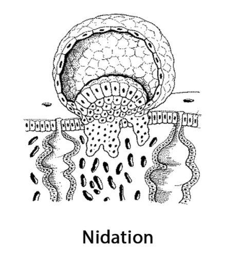 Nidation