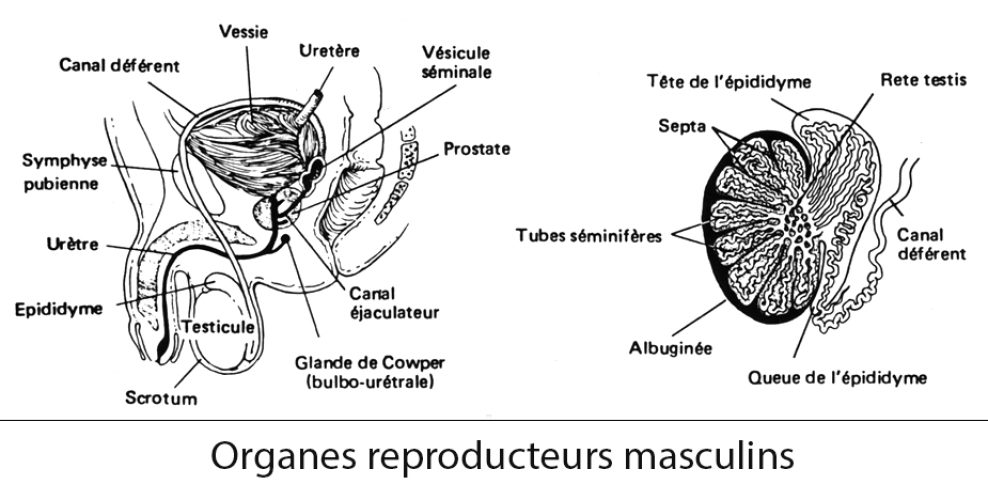 Organes reproducteurs masculins