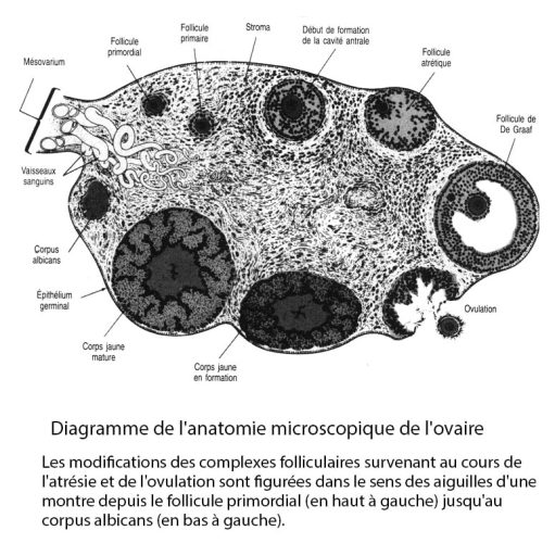 Ovaire_anatomie microscopique