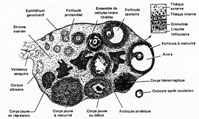 Ovaire_follicules