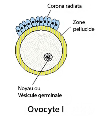 Ovocyte 1_dessin
