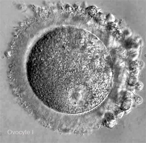 Ovocyte I — ovocyte premier ordre follicule antral