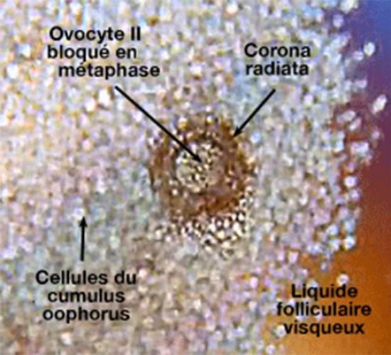 Ovocyte II — microscopie ovule mature corona radiata 2