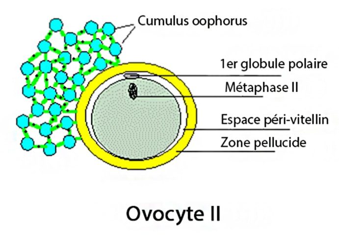 Ovocyte II_dessin