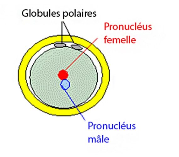 Ovocyte_globules polaires