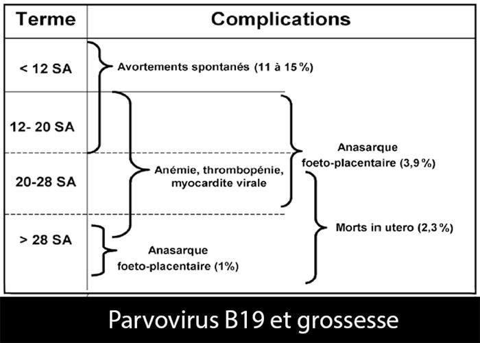 Parvovirus B19_grossesse