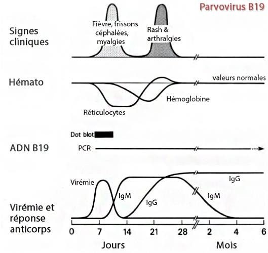 Parvovirus B19_serologie