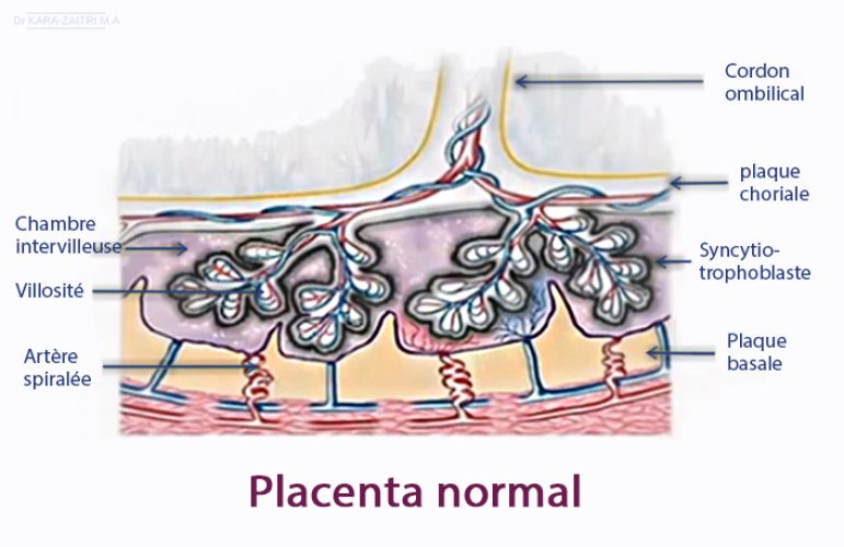 Placenta normal anatomie
