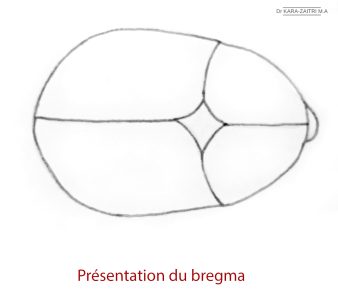 Présentation du bregma