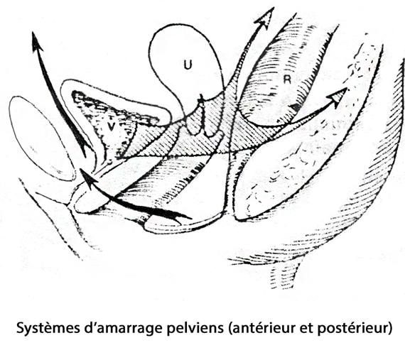 prolapsus génital