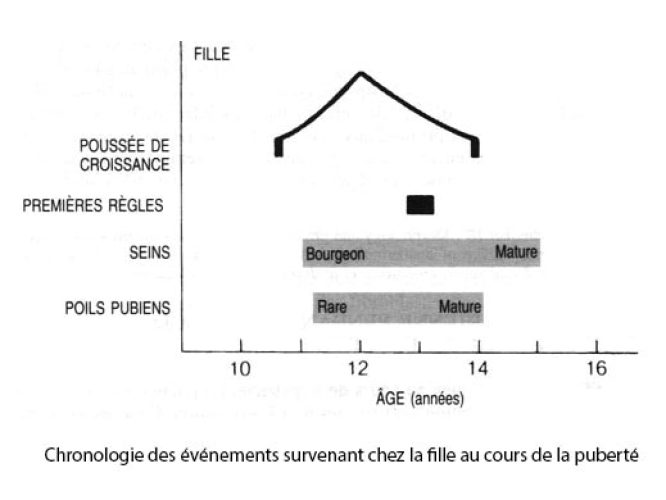 Puberté chronologie — développement pubertaire féminin et masculin