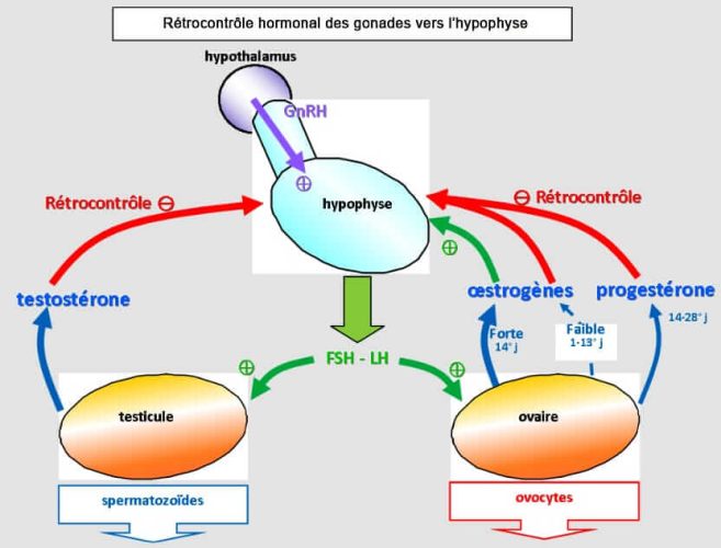 Rétrocontrôle des gonades — axe hypothalamo-hypophyso-gonadique