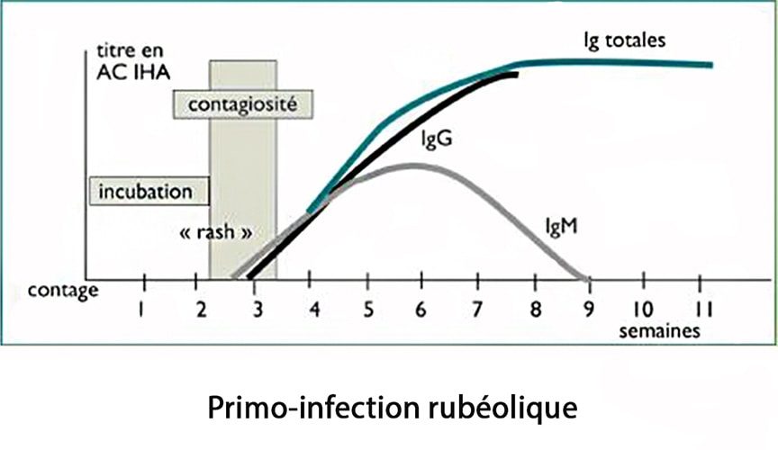 Rubéole — éruption cutanée infection virale grossesse 1