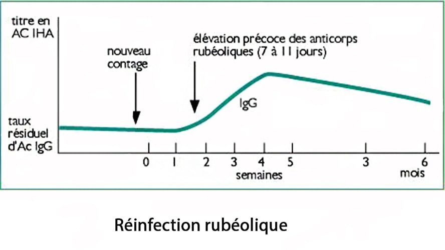 Rubéole — éruption cutanée infection virale grossesse 2