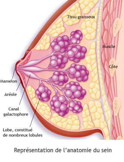 Anatomie du sein — vascularisation et structure glandulaire 1