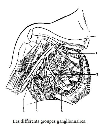 Anatomie du sein — vascularisation et structure glandulaire 4