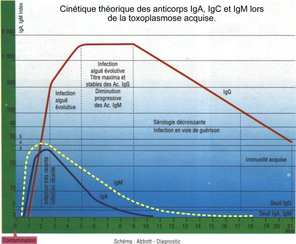 Sérologie toxoplasmose — interprétation IgG IgM grossesse