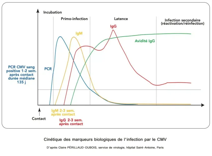 Sérologie_CMV