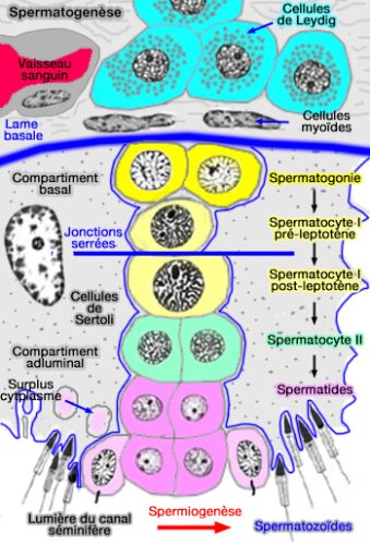 Spermatogenèse — schéma de la production des spermatozoïdes
