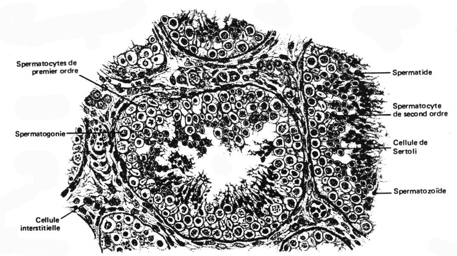 Spermatogenèse testicule — schéma de la lignée germinale mâle