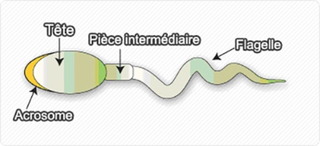 Spermatozoïde — structure morphologie microscopique 2