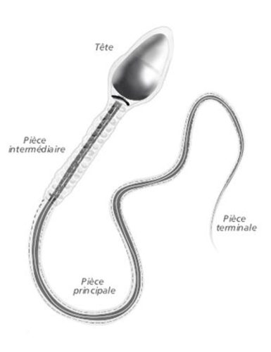 Spermatozoïde — structure morphologie tête flagelle acrosome