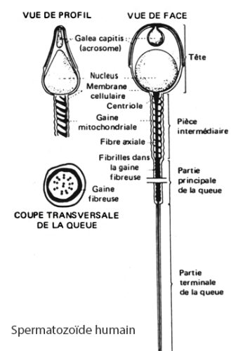 Spermatozoide